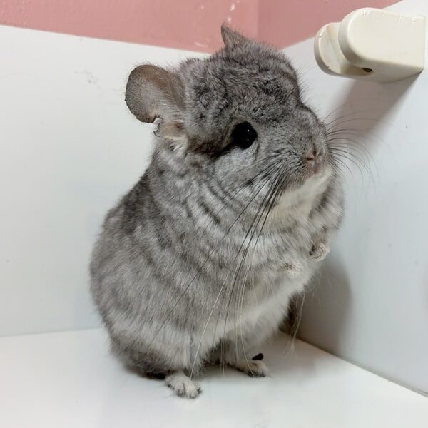 【ケア販売】ロイヤル・ペルジアン・アンゴラ　スタンダードグレー　男の子《スパーキー》